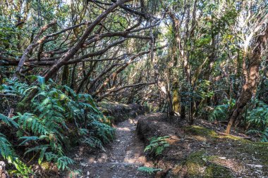 Dar bir kir yolu çıplak kökleri boyunca kavisli ağaç gövdeleri kemerleri altında muhteşem yağmur ormanı geçer.