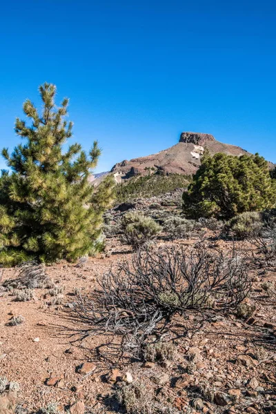 Desde Las Laderas Rocosas Las Montañas Cubiertas Raros Pinos Canarios — Foto de Stock