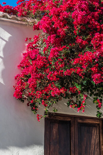A large flowering Bush on a narrow street of a small Spanish town on the island of Tenerife.