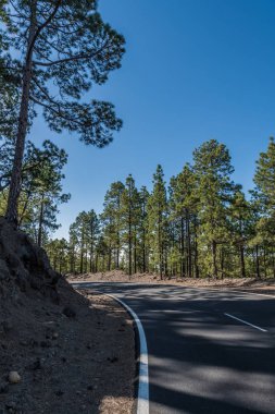 Dağ yolu, ormanlık yamaçlardan ve Tenerife adasının tepelerinden geçer.