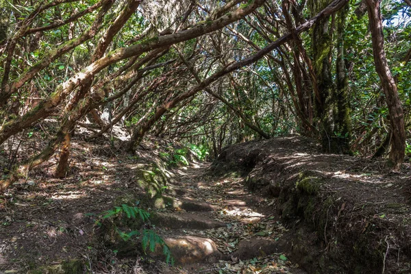Ein Schmaler Feldweg Führt Durch Den Märchenhaften Regenwald Unter Den — Stockfoto