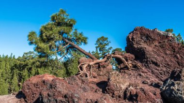 Tenerife adasındaki Teide yanardağının lav yamaçlarında yalnız bir çam eğrisi yetişir..