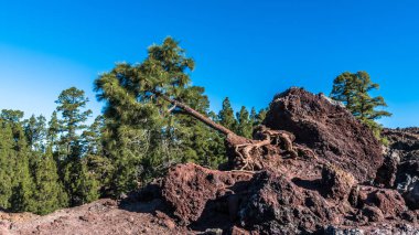 Tenerife adasındaki Teide yanardağının lav yamaçlarında yalnız bir çam eğrisi yetişir..