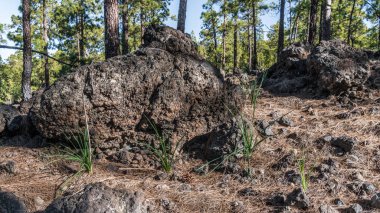 Yüksek kanarya ağaçlarında, dağ kenarında uzun gölgeler dökme.