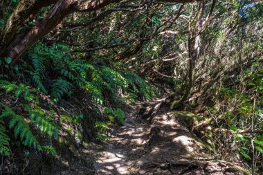 Dar bir kir yolu çıplak kökleri boyunca kavisli ağaç gövdeleri kemerleri altında muhteşem yağmur ormanı geçer.