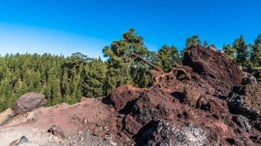 Tenerife adasındaki Teide yanardağının lav yamaçlarında yalnız bir çam eğrisi yetişir..