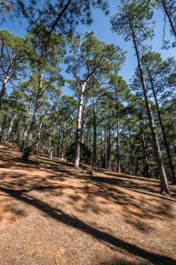 Yüksek kanarya ağaçlarında, dağ kenarında uzun gölgeler dökme.