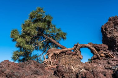 Tenerife adasındaki Teide yanardağının lav yamaçlarında yalnız bir çam eğrisi yetişir..