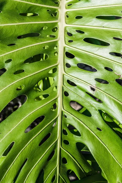 Gran Hoja Verde Plantas Tropicales Parque Capital Isla Tenerife Gran — Foto de Stock