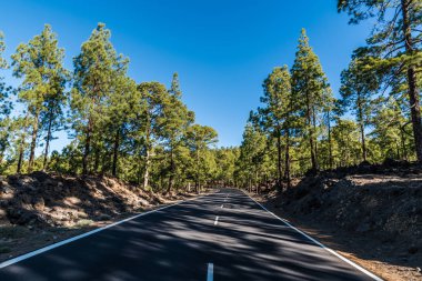 Dağ yolu, ormanlık yamaçlardan ve Tenerife adasının tepelerinden geçer.