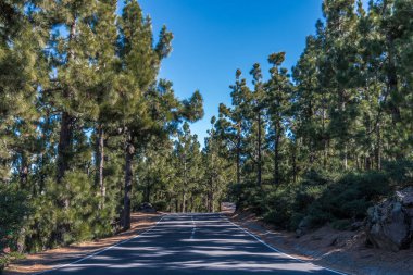 Dağ yolu, ormanlık yamaçlardan ve Tenerife adasının tepelerinden geçer.
