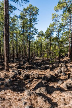 Yüksek kanarya ağaçlarında, dağ kenarında uzun gölgeler dökme.