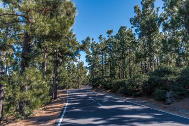 Dağ yolu, ormanlık yamaçlardan ve Tenerife adasının tepelerinden geçer.