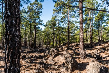 Bir dağ çam ormanı kenarında