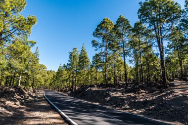 Dağ yolu, ormanlık yamaçlardan ve Tenerife adasının tepelerinden geçer.