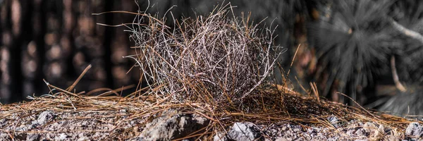 Banda Suchých Borovic Skalnatém Hřebenu Kraji Borovicového Lesa — Stock fotografie