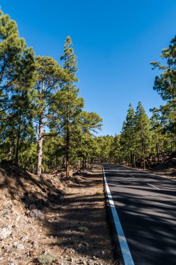 Dağ yolu, ormanlık yamaçlardan ve Tenerife adasının tepelerinden geçer.