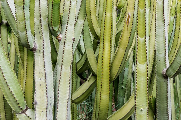 Thickets Large Cacti Central City Garden Island Tenerife — Stock Photo, Image