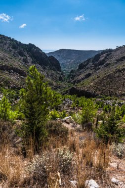 Girit adasının orta kesimindeki bir dağ vadisinde çam ağaçlarıyla kaplı dik bir yamaç.