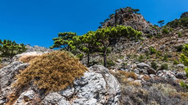 Girit adasının orta kesimindeki bir dağ vadisinde çam ağaçlarıyla kaplı dik bir yamaç.