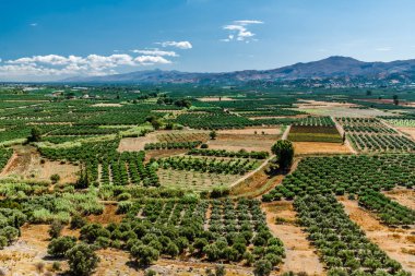 Girit 'in orta kesimindeki geniş vadide sayısız zeytinlik var..