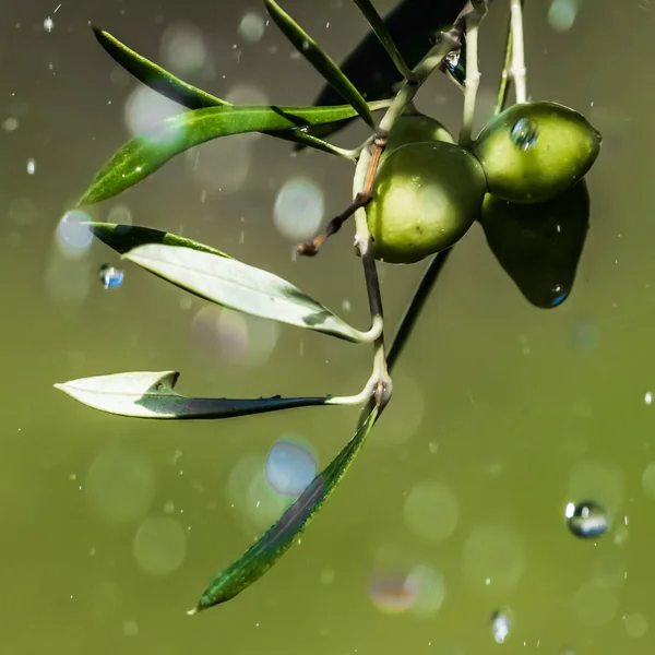 Sabah vakti Girit adasının doğu kıyısındaki zeytin ağaçları sulanır..