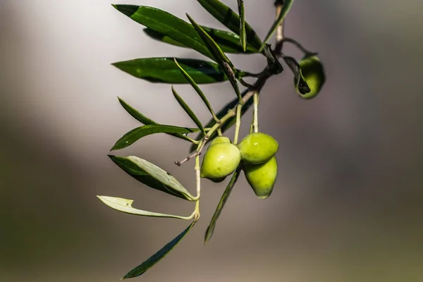 Sabah vakti Girit adasının doğu kıyısındaki zeytin ağaçları sulanır..