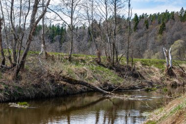 Baharın başlarında, mavi gökyüzü ve çıplak ağaçlar Orta Rusya 'daki Lopasnya nehrinin sularına yansıyor..
