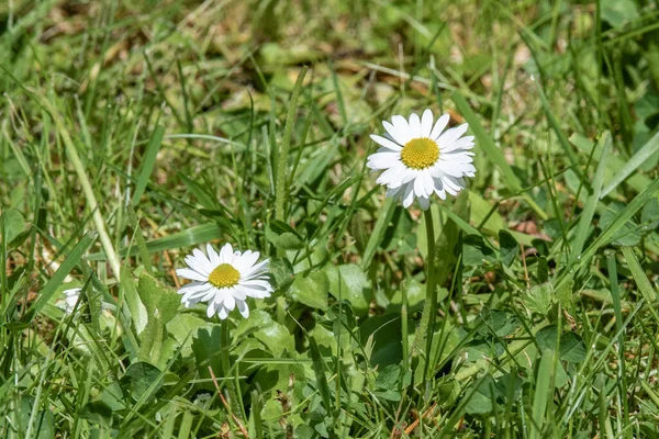 春の牧草地で2つの小さな白いデイジー — ストック写真