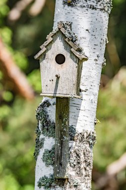 Şehir parkındaki genç bir huş ağacında ev yapımı kuş evi.