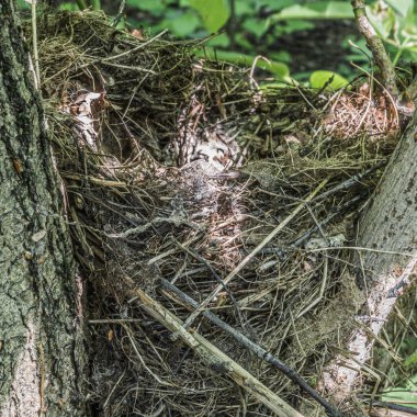 Ormanın kenarındaki yaprak döken bir ağacın çatalında büyük bir yuva..