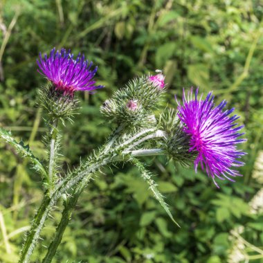 Orman yolunda bir devedikeni, batan güneşin ışınlarıyla aydınlatılır..