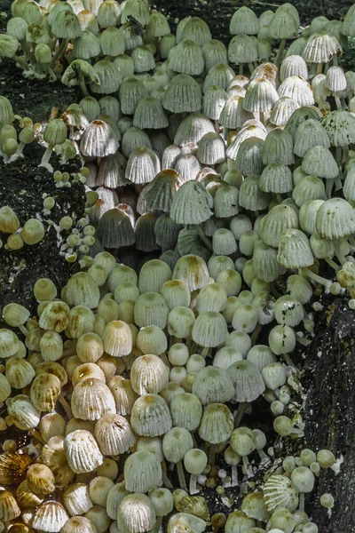 Grupo Cogumelos Jovens Velho Toco Vidoeiro Moita Floresta — Fotografia de Stock
