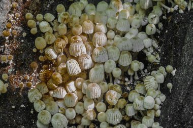 Bir grup genç mantar ormandaki eski bir huş ağacının üzerinde.