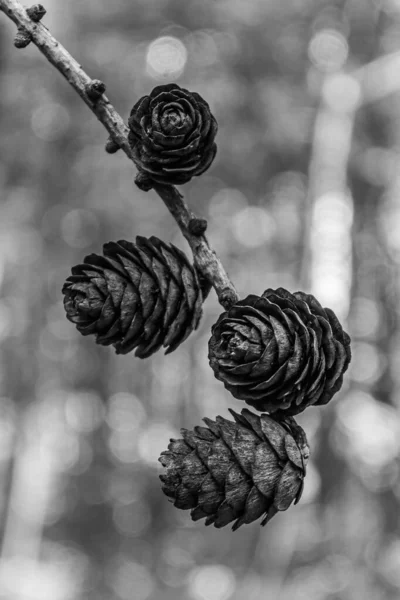 Suché Modřínové Kužely Větvi Lese — Stock fotografie