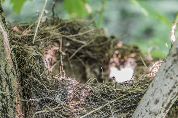 Velké Hnízdo Vidličce Opadavého Stromu Okraji Lesa — Stock fotografie