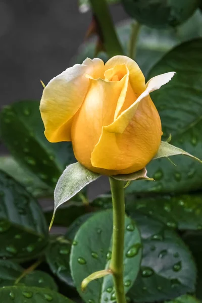 A beautiful rose is covered with drops of recently passed rain in the shady garden of an Orthodox monastery.