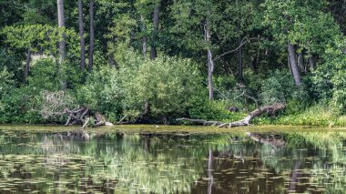 Orman gölünün kıyılarına yaklaşan ormanın duvarı mavi gökyüzü ve bulutlarla birlikte suya da yansıyor..