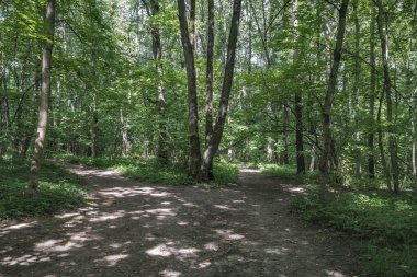 Şehir parkının çalılıklarında iki yol ayrımı.