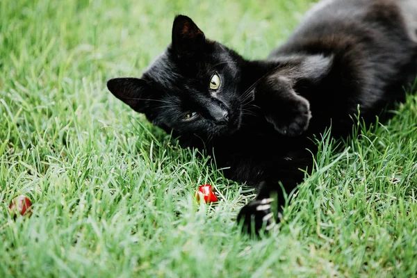 Cute black cat lying on green grass and looking mistrustfully at red cherry. Black cat superstition as bringer of bad luck or good luck. Black cat appreciation day.