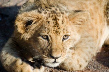 Aslan - (Panthera leo bleyenberghi)
