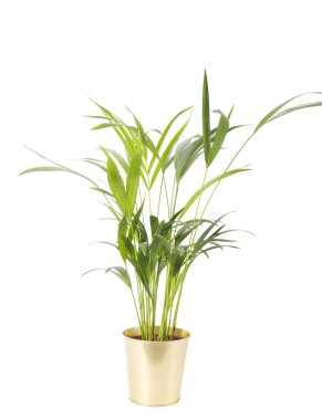 Dekorasyon için yeşil ev bitkisi beyaza izole edilmiş