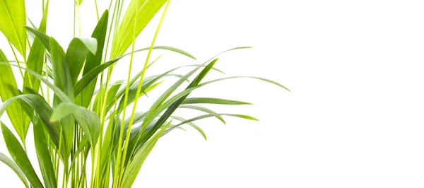 Grön Krukväxt För Dekoration Isolerad Vitt — Stockfoto