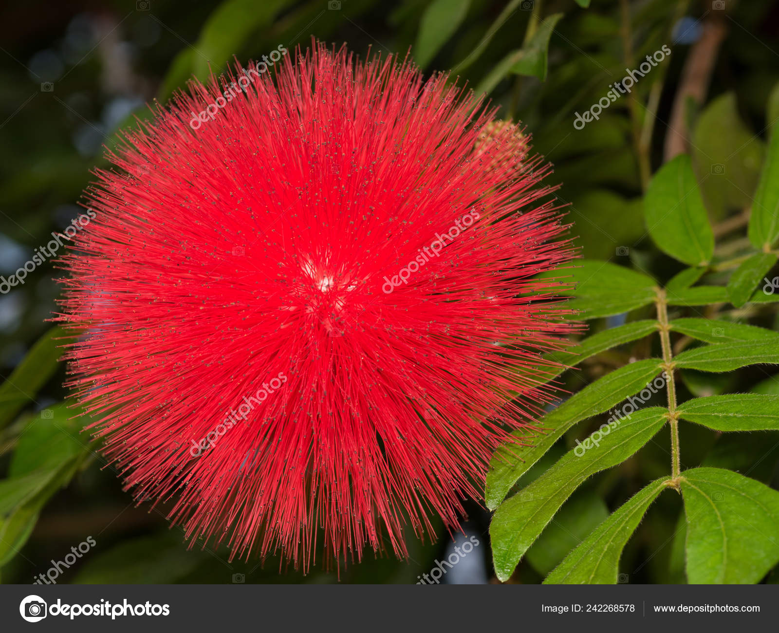 powder puff flower