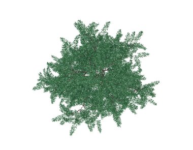 Albizia ağacı. Üstten görünüm. Beyaz arka plan üzerinde izole. Vektör çizim. Pointilizm stili.