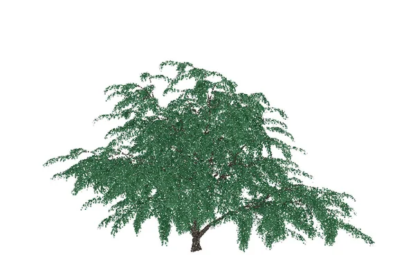 合欢树 在白色背景下被隔离 矢量插图 点画法风格 — 图库矢量图片
