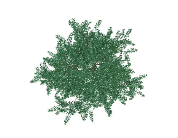 Albizia ağacı. Üstten görünüm. Beyaz arka plan üzerinde izole. Vektör çizim. Pointilizm stili.