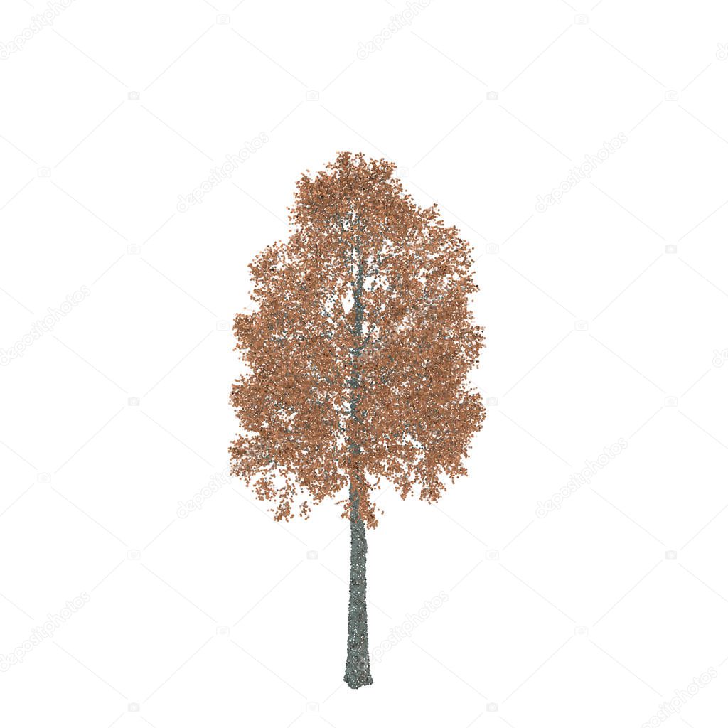 Aspen tree. Isolated on white background. Vector illustration. Pointillism style.