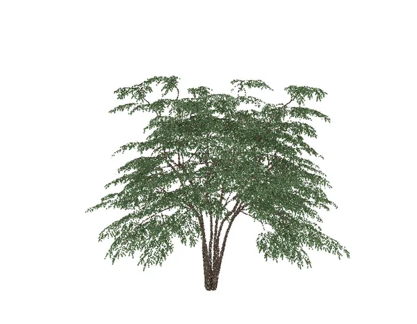 Aralia Tree Isolated White Background Vector Illustration Pointillism Style — Stock Vector