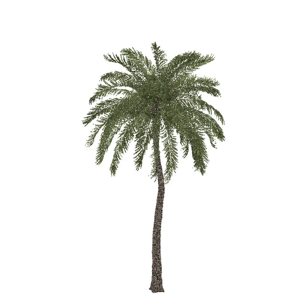 Palm Tree Isolerade Vit Bakgrund Vektorillustration Pointillism Stil — Stock vektor